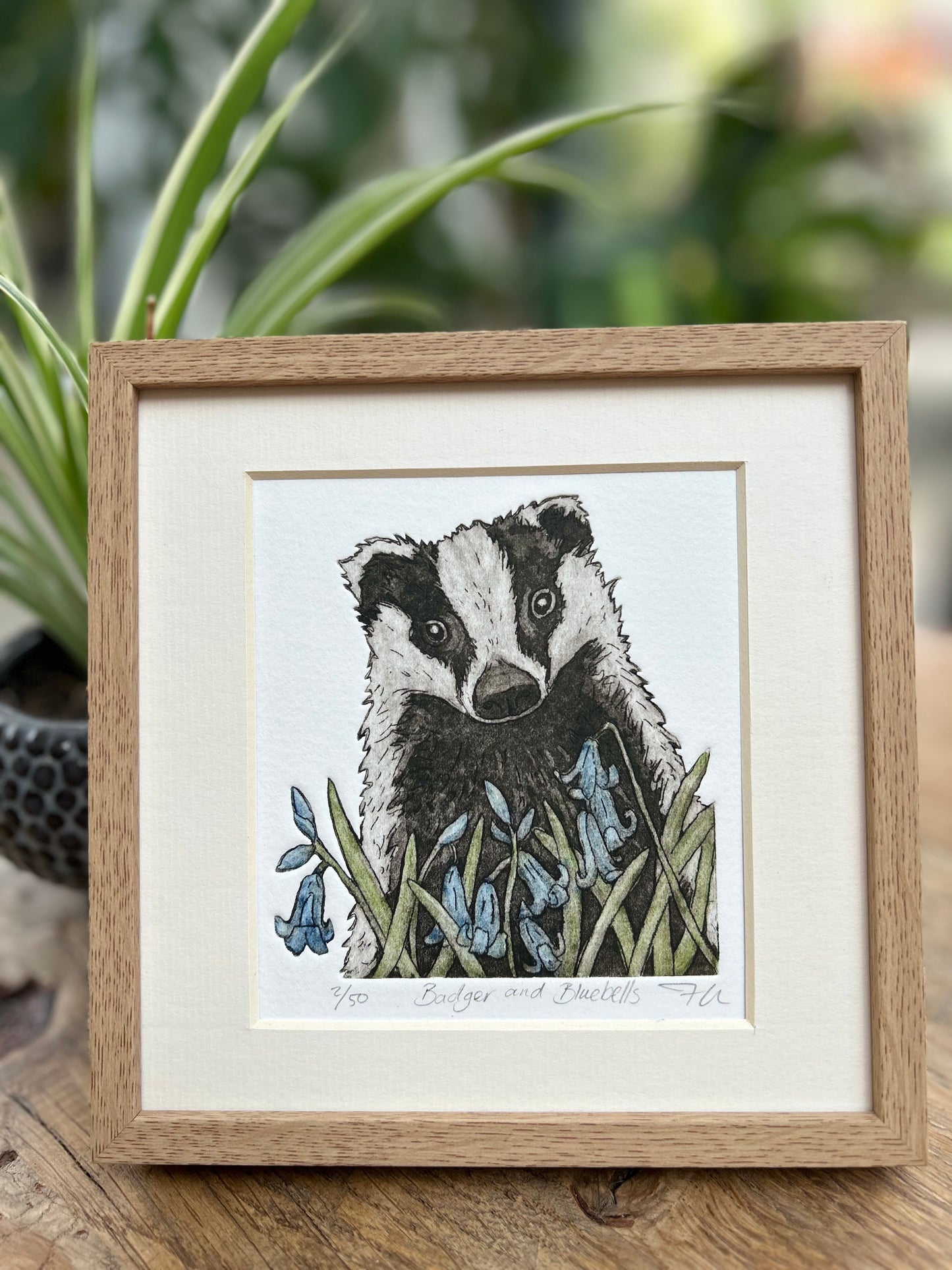 Badger in the Bluebells