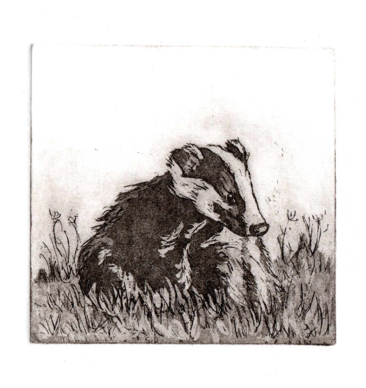 Small Badger - Etching