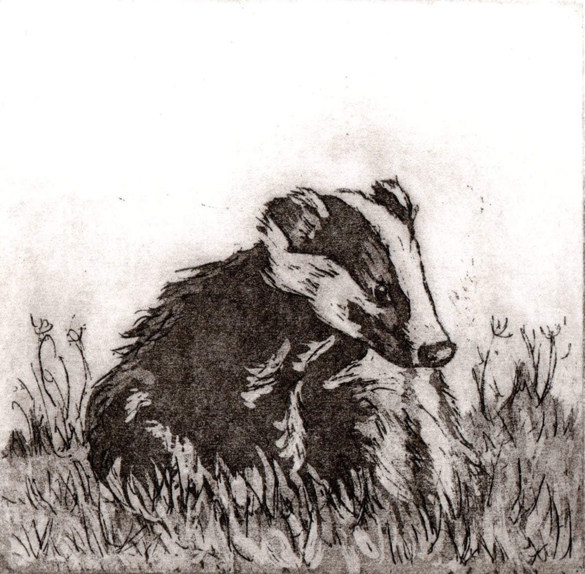 Small Badger - Etching
